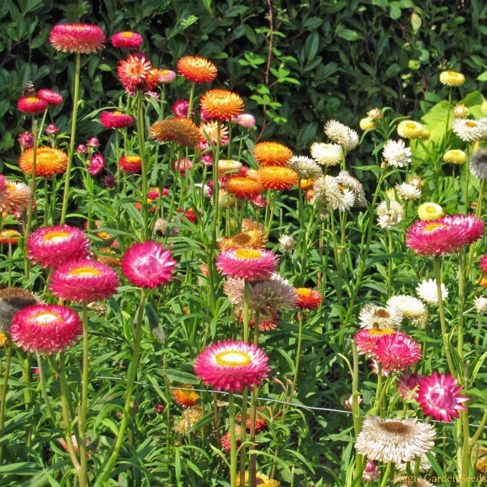 StrawflowerTallDoubleMix5.jpg