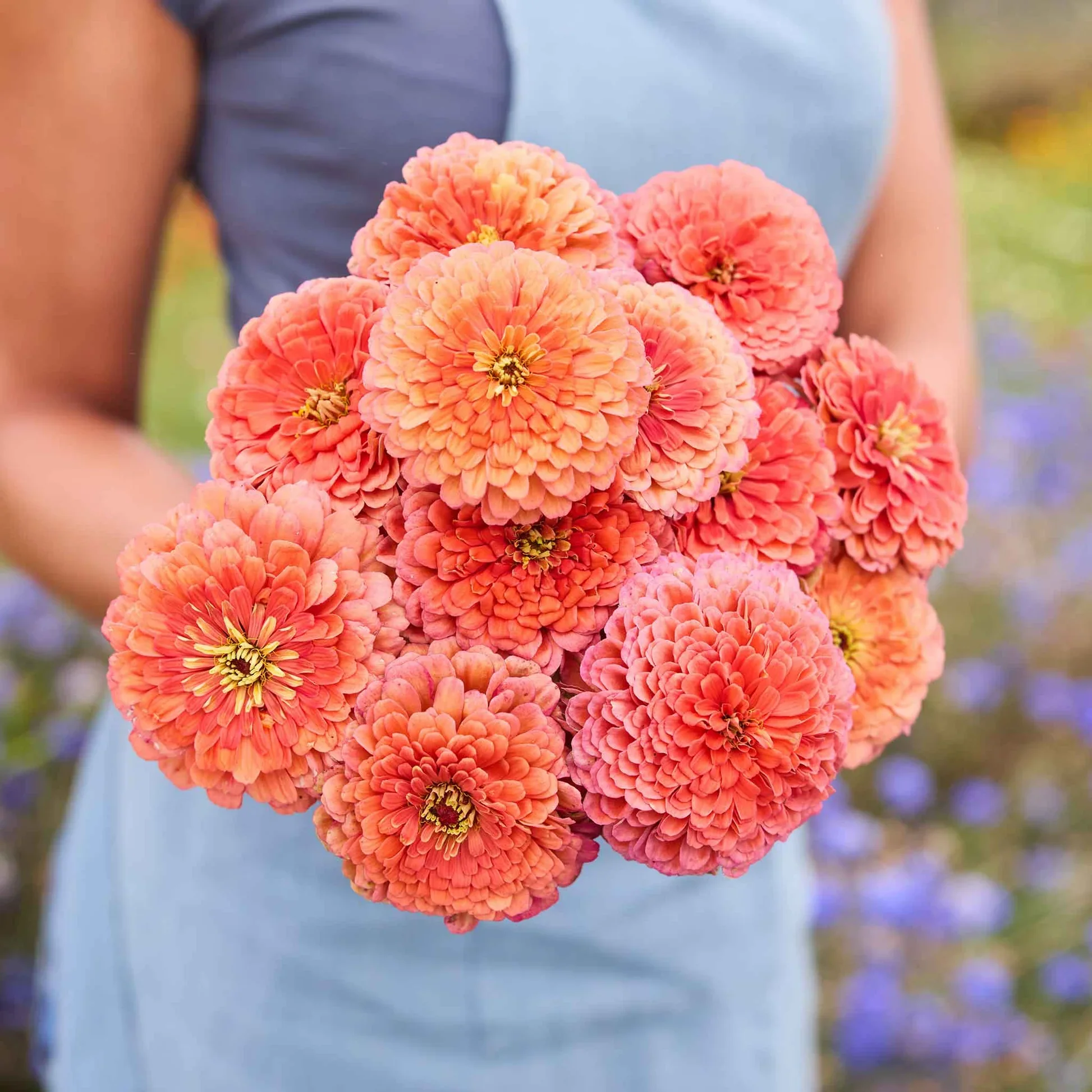 zinnia-benary-giant-salmon-rose-mac-1.jpg.webp