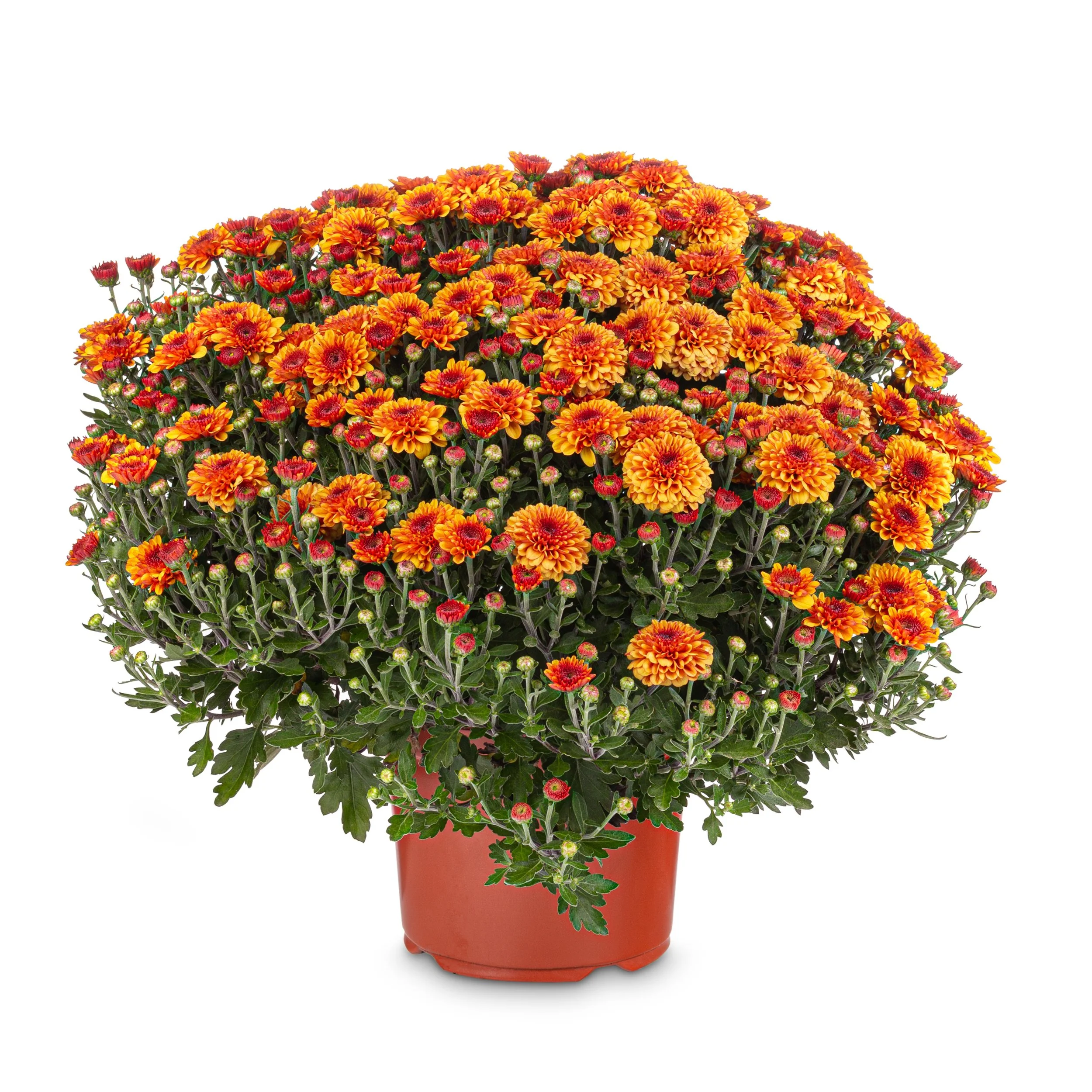 MUMS in pot.jpeg