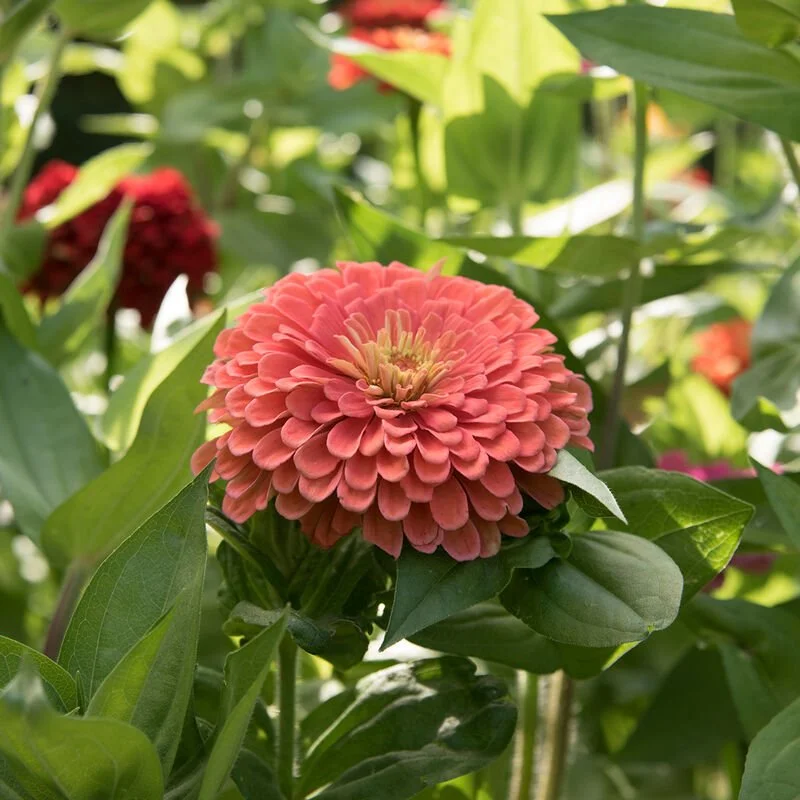 01362_01_benarys_giant_salmon_rose.jpg