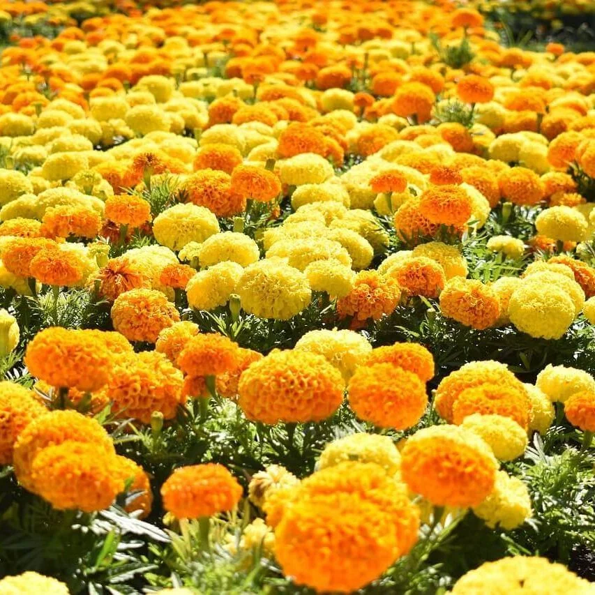 Antigua-Mixed-Marigold-Seeds-5635-e1720720725644.jpg