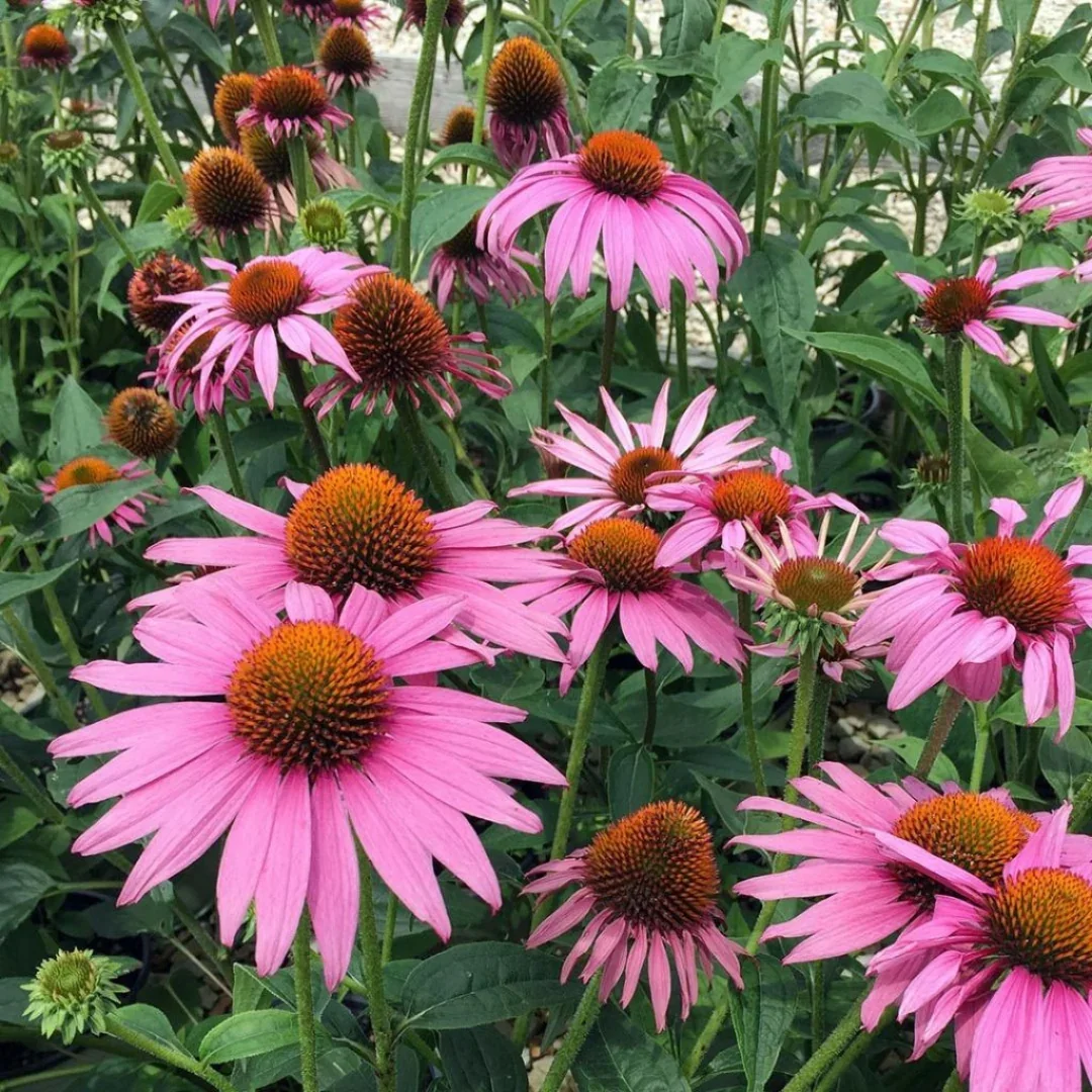 Echinaceapurpurea_PrairieSplendorCompactRose.png.webp