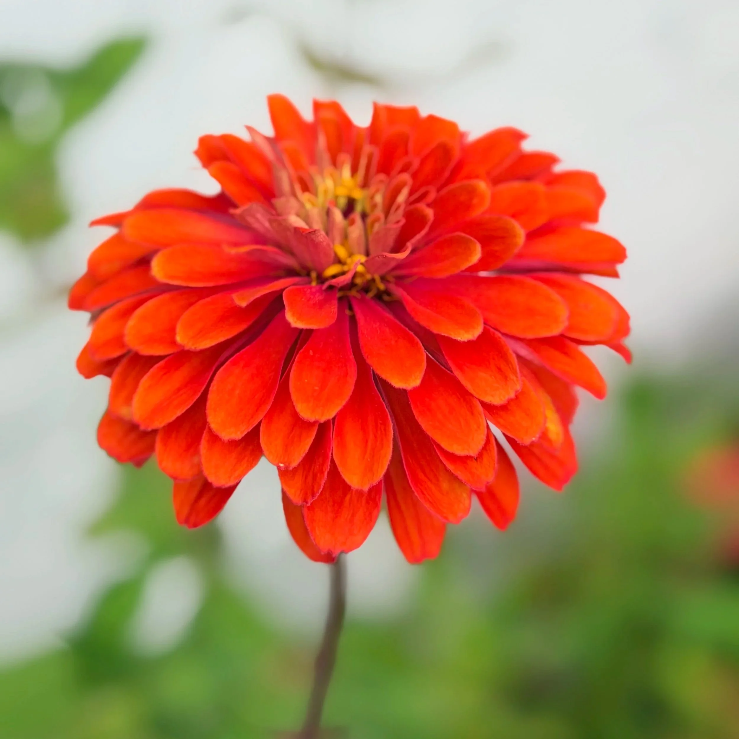 A close-up of a red-orange flower with many petals and yellow stamens, set against a blurred green and white background.