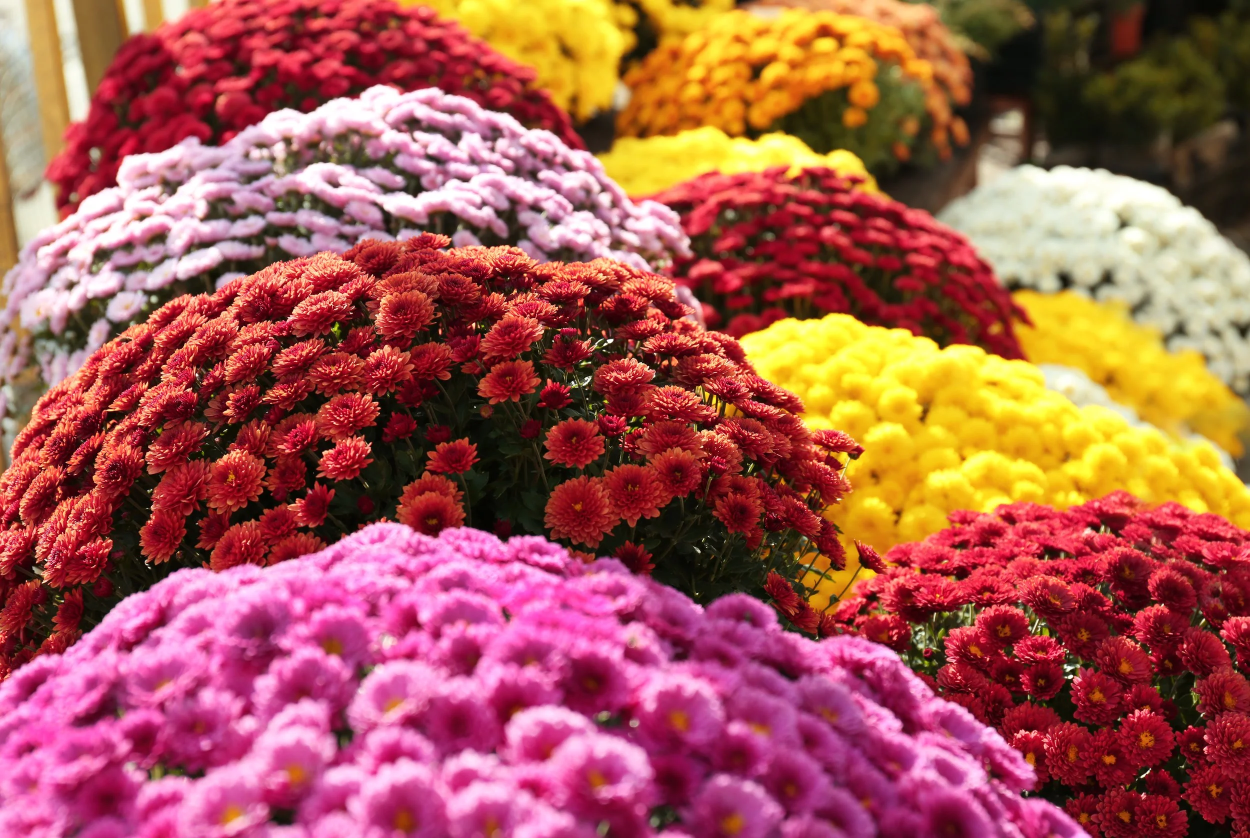 MUMS multi.jpeg (Copy)