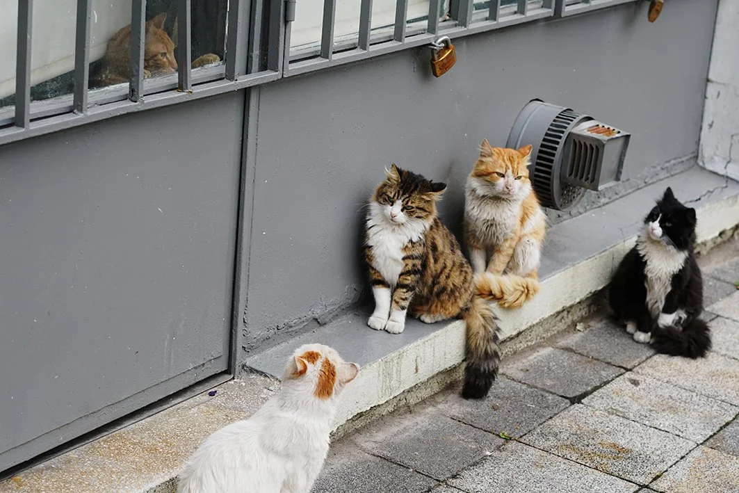 cat+meet.jpeg