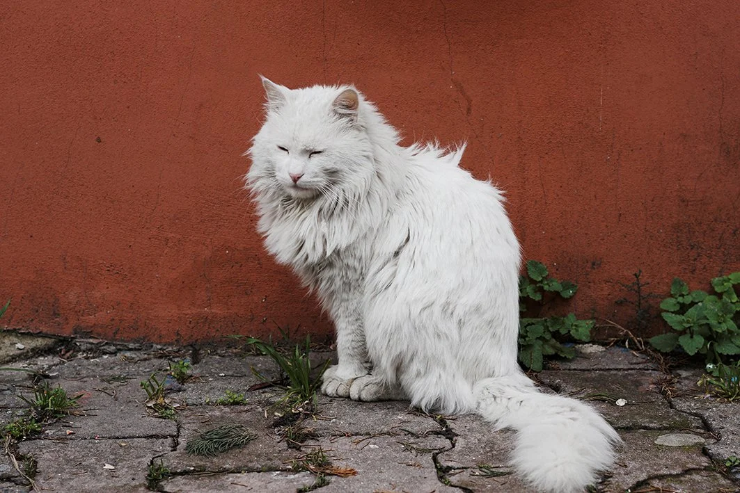 catto4.jpeg
