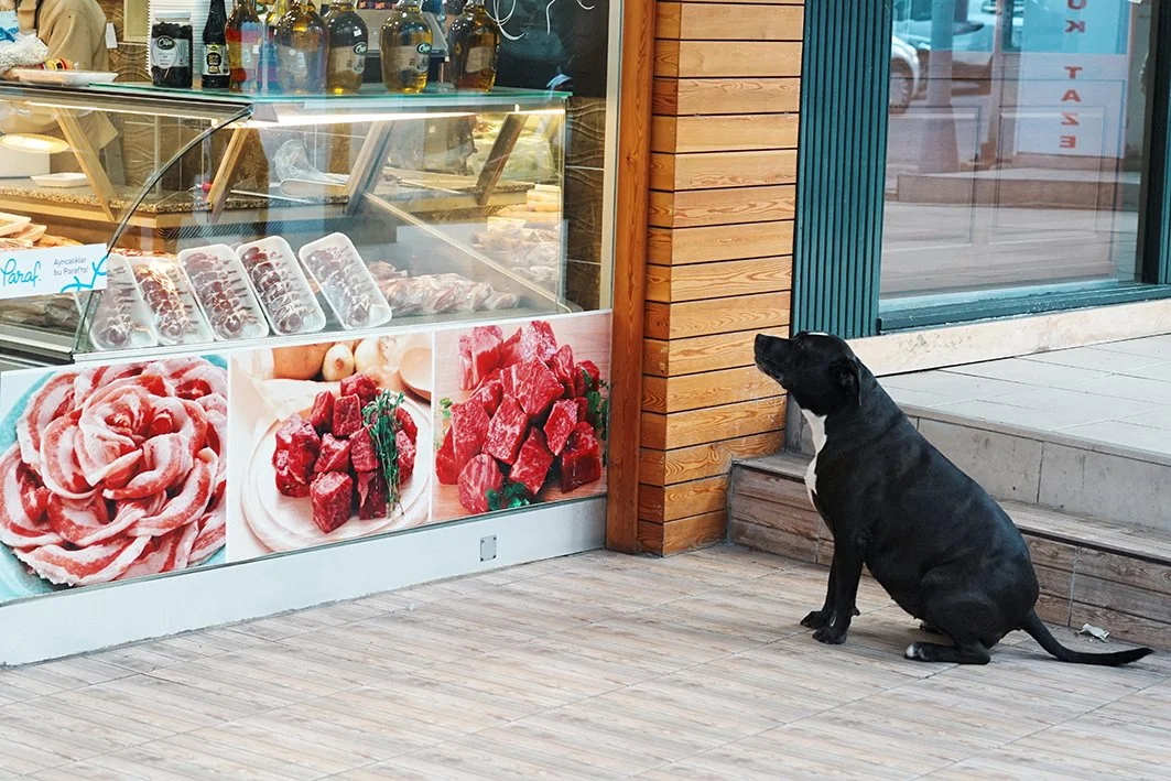 dog.jpeg