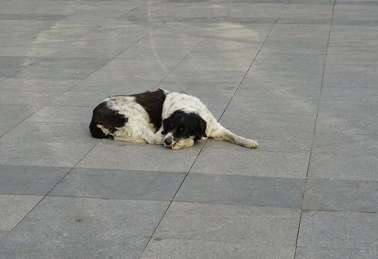 DSC00324.jpeg