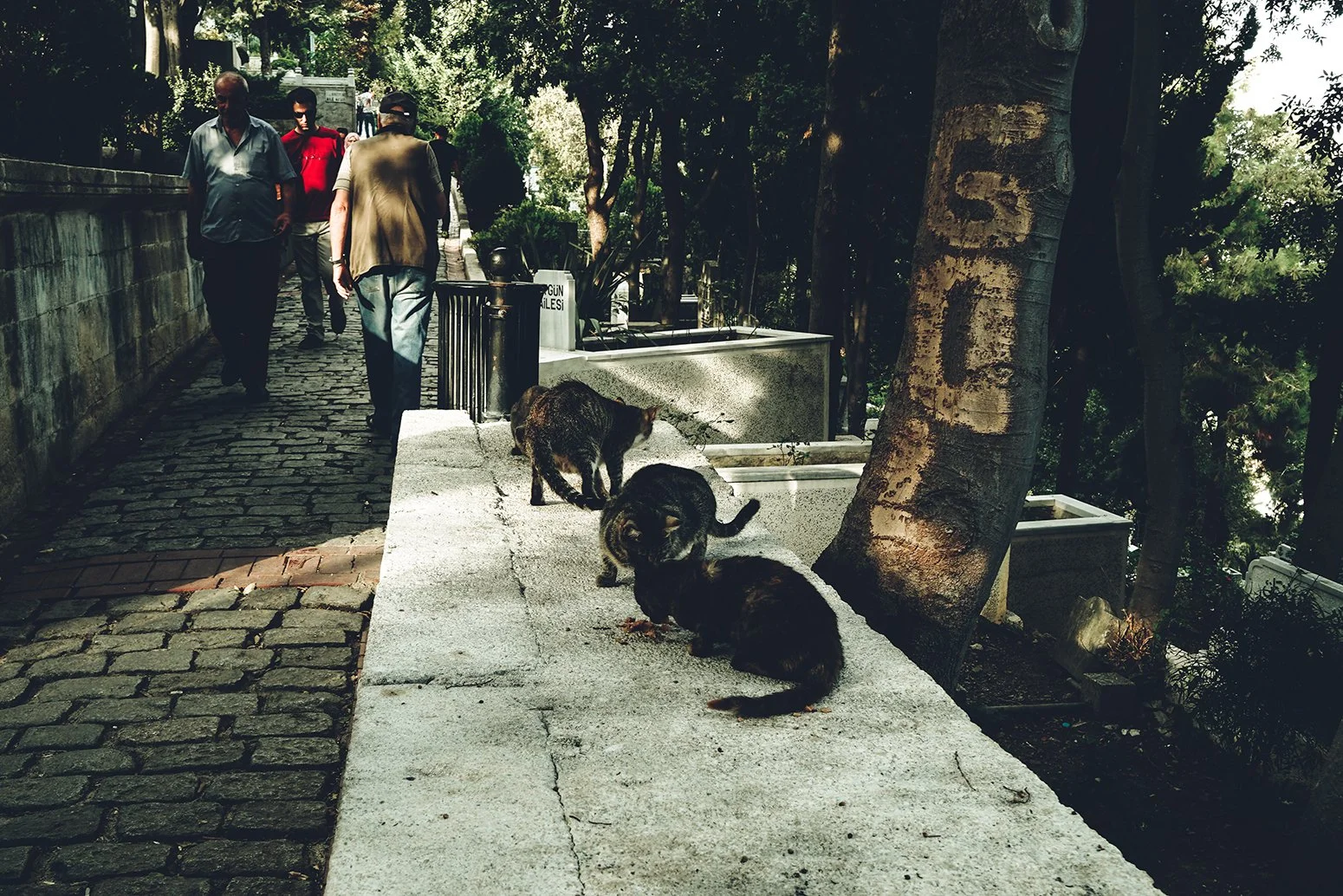 DSC09138.jpeg