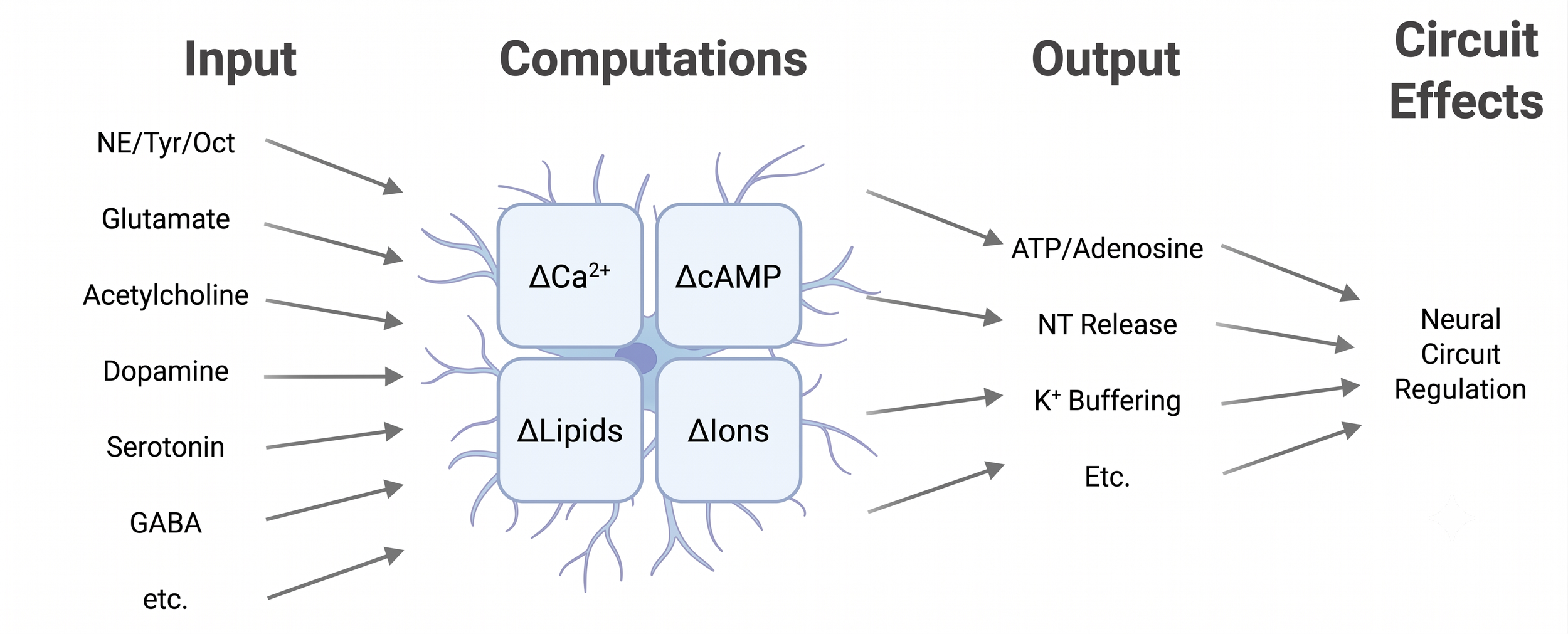Diagram showing neural circuit signaling, with inputs like NE/Tyr/Oct, Glutamate, Acetylcholine, Dopamine, Serotonin, GABA, and others all leading to calcium, cAMP, lipids, and ions inside a cell, which produce outputs including ATP/Adenosine, NT Release, K+ Buffering, and others affecting neural circuit regulation.