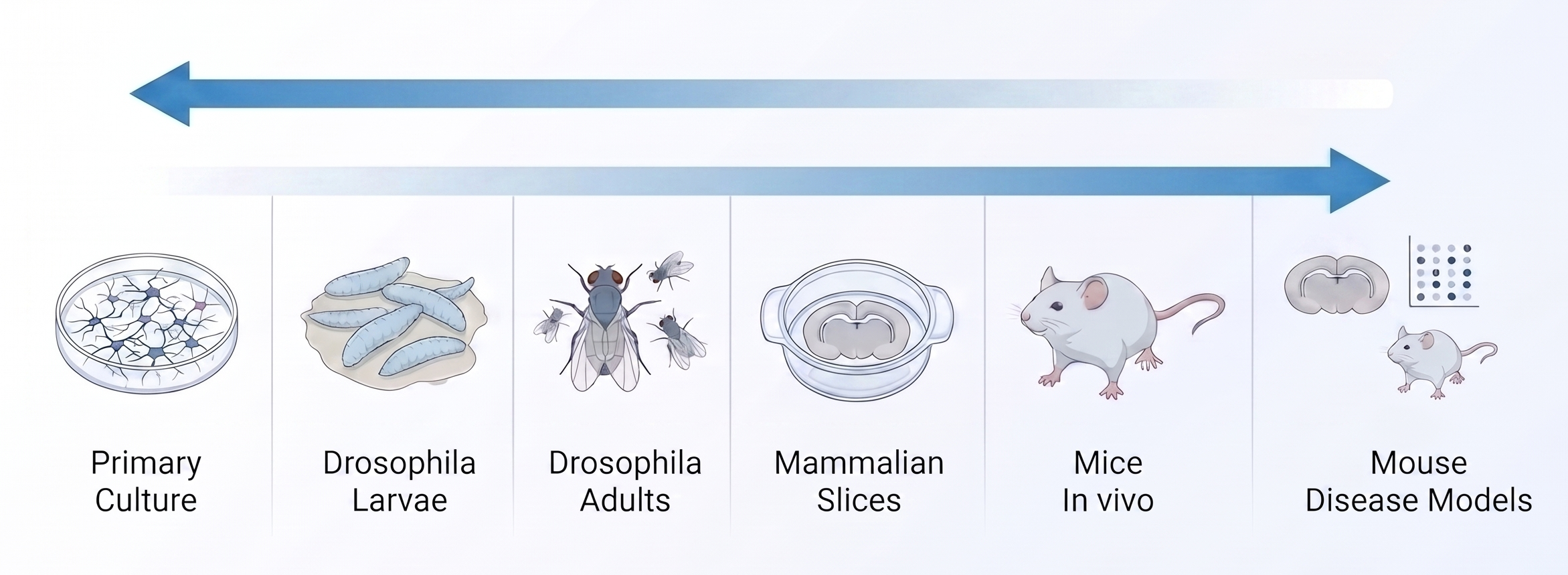 A diagram showing stages of scientific research from primary culture, Drosophila larvae, Drosophila adults, mammalian slices, mice in vivo, to mouse disease models, with arrows indicating progression.