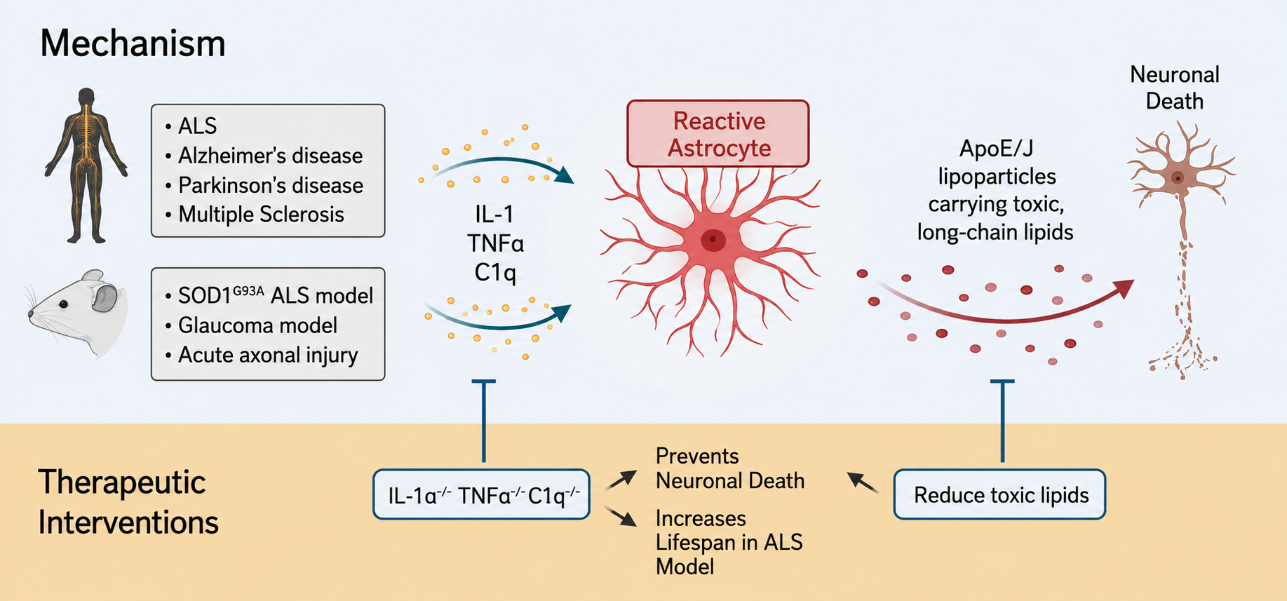 Diagram showing immune response mechanisms in neurological diseases, including ALS and brain injury, with therapeutic interventions to prevent neuronal death by reducing toxic lipids from reactive astrocytes.