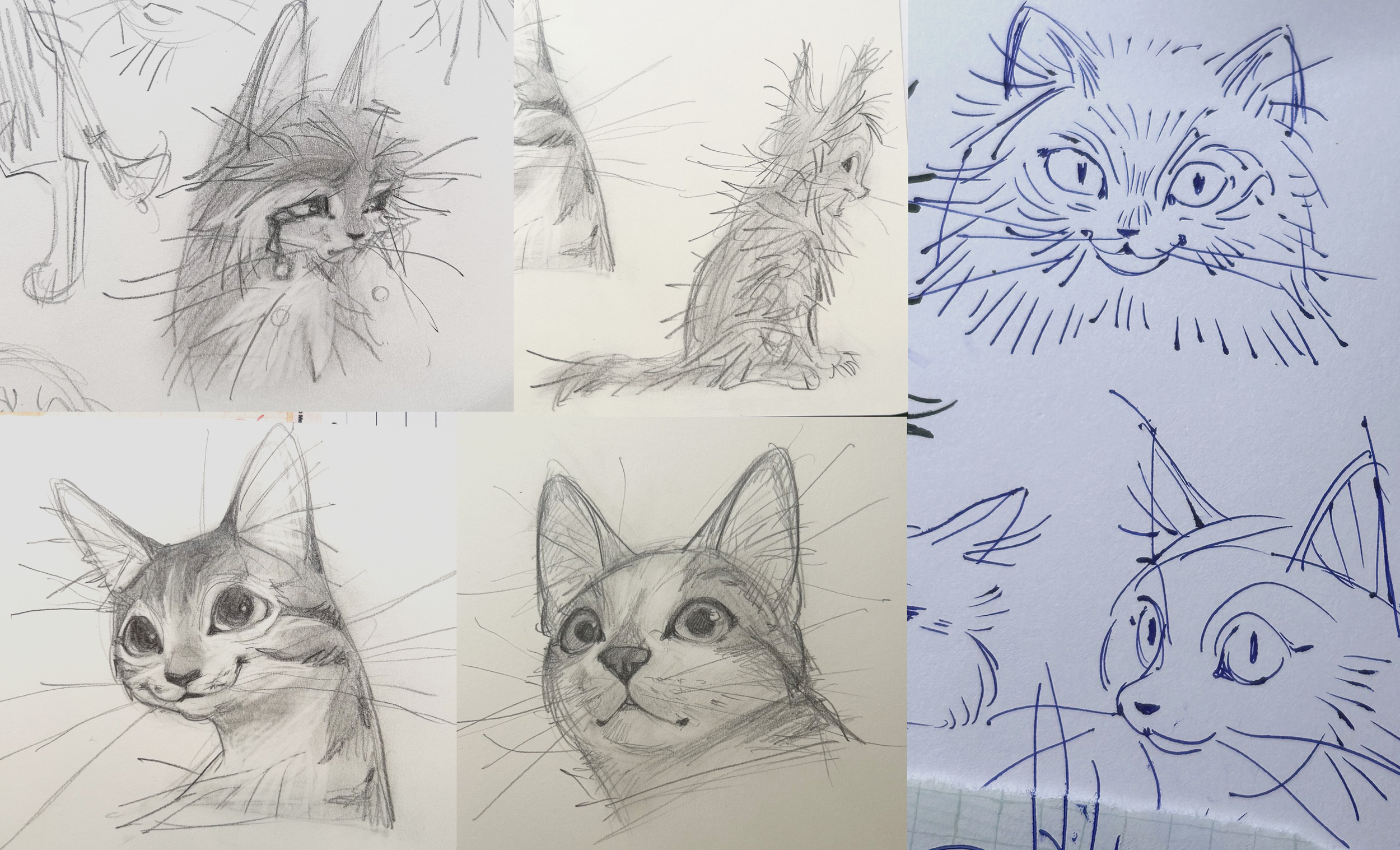 cats1.png