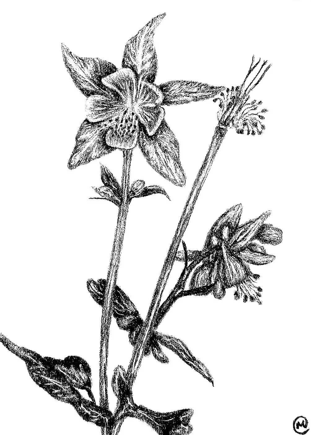 nuragica columbine