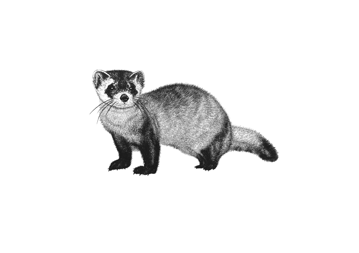 black-footed ferret