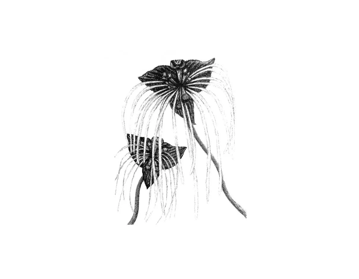 black bat flower