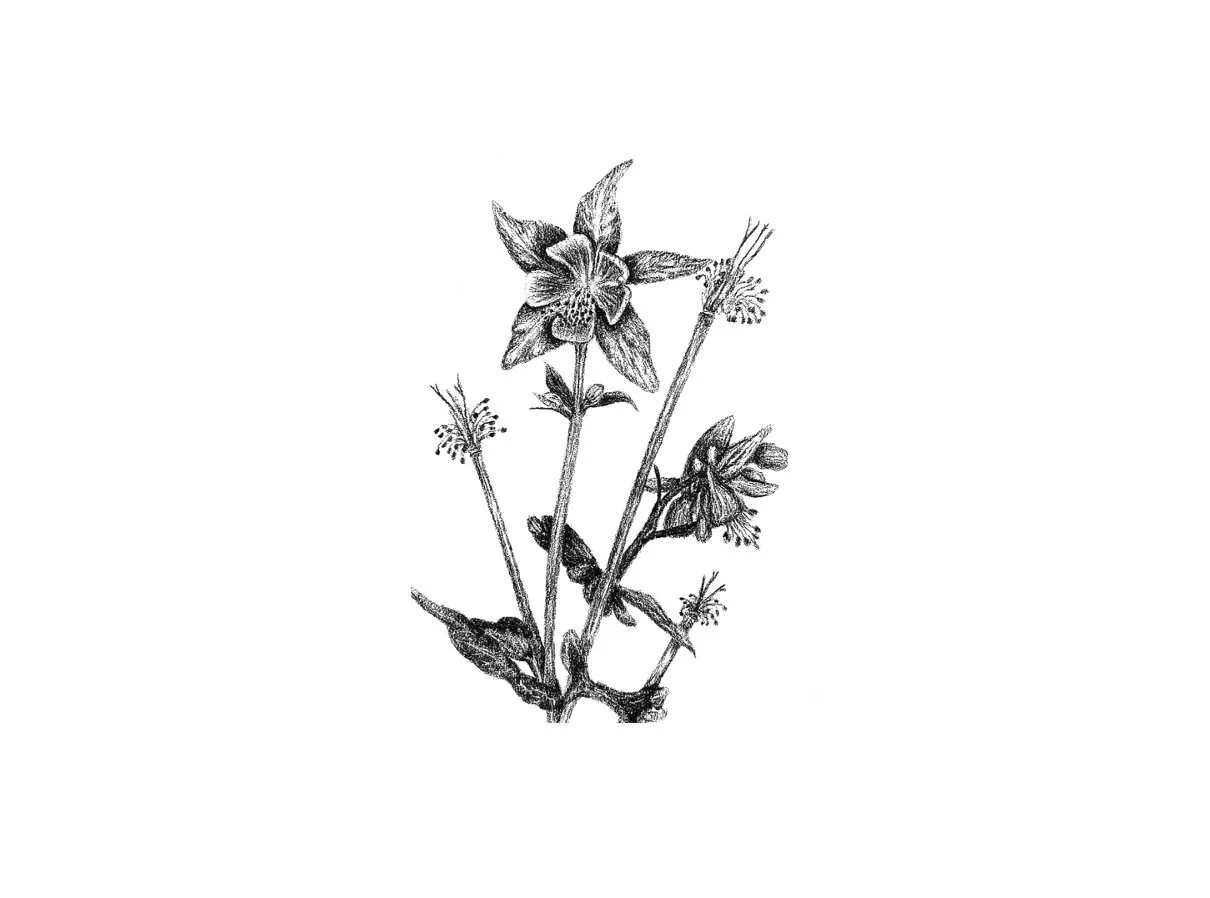 nuragica columbine