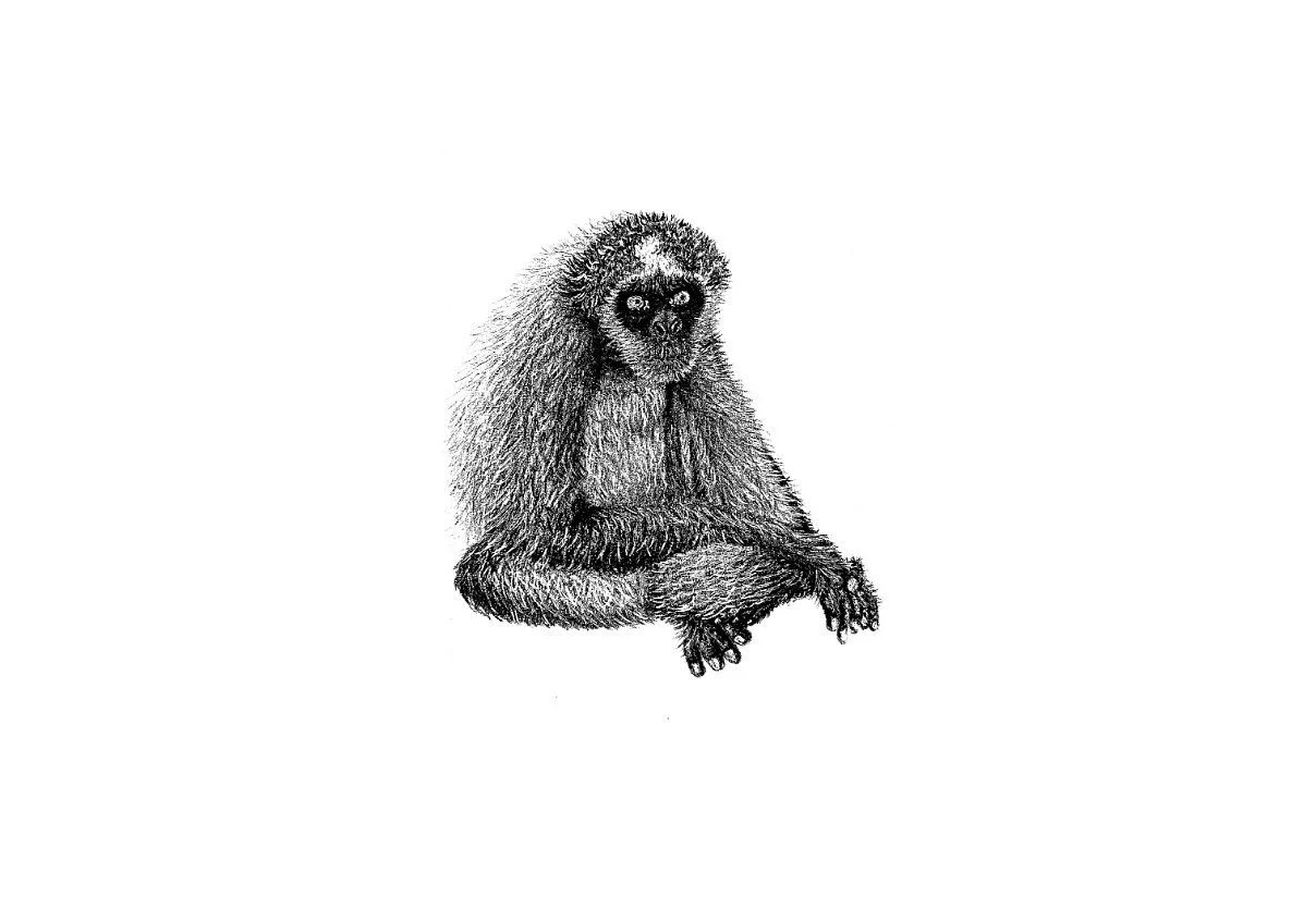 variegated spider monkey