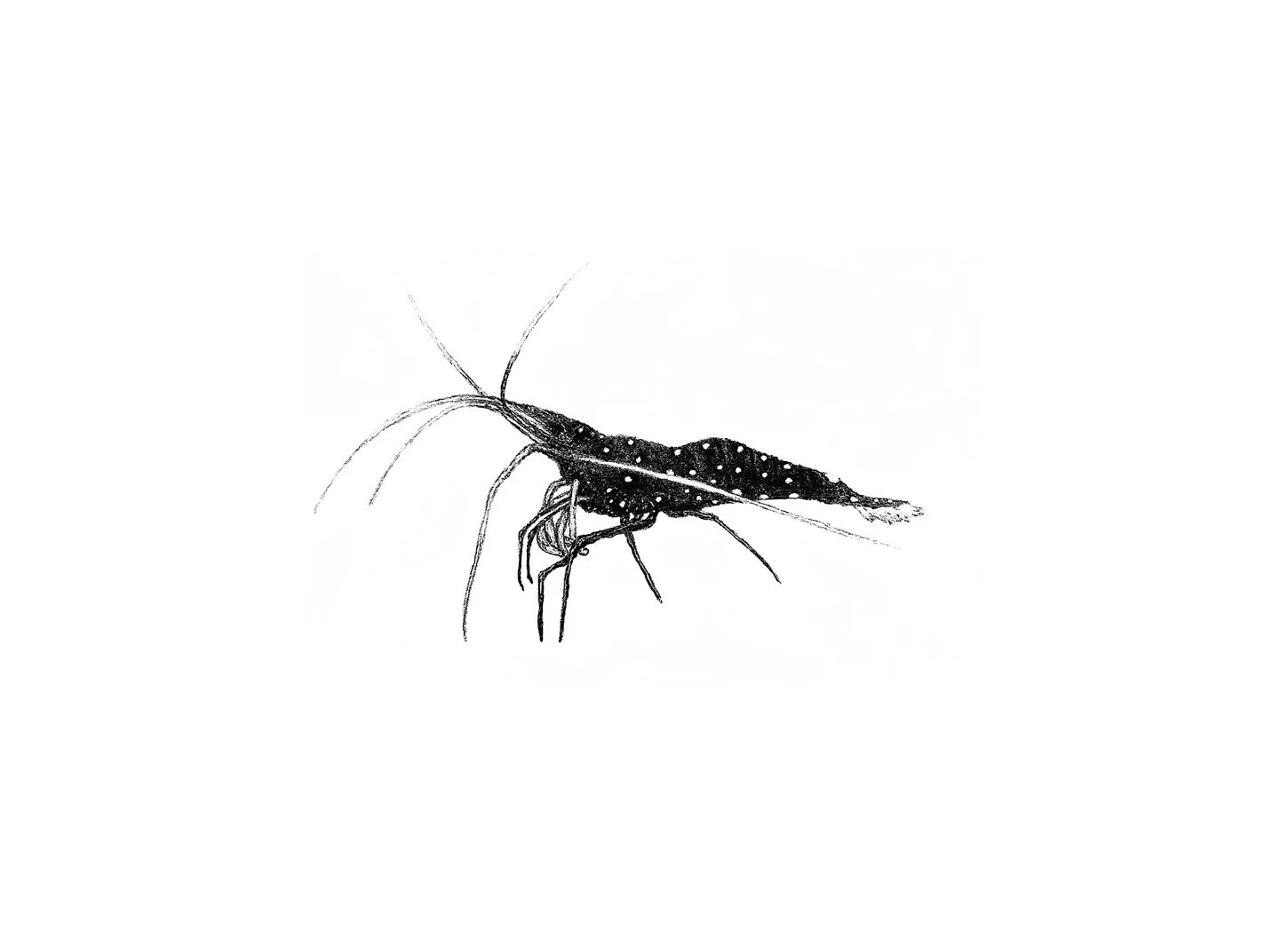 sulawesi cardinal shrimp