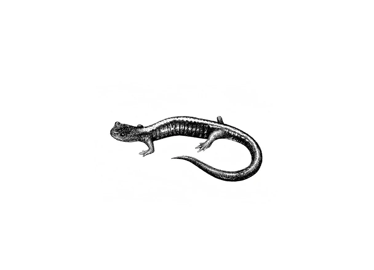 shenandoah salamander