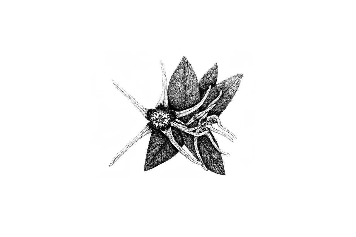 corkscrew flower