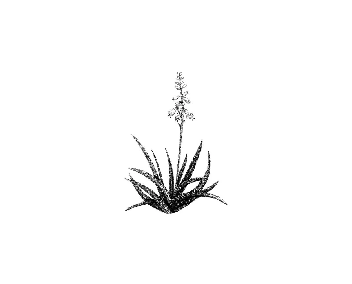 aloe albiflora