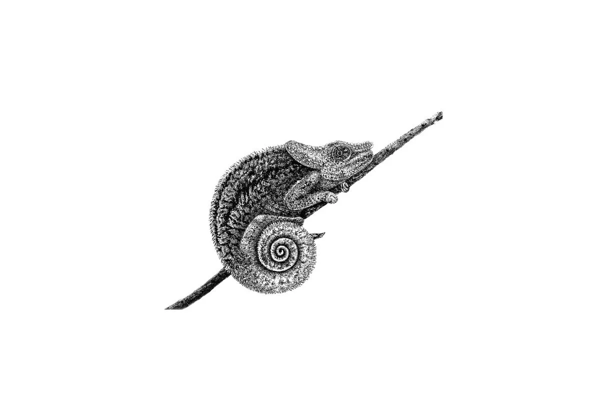 bizarre-nosed chameleon
