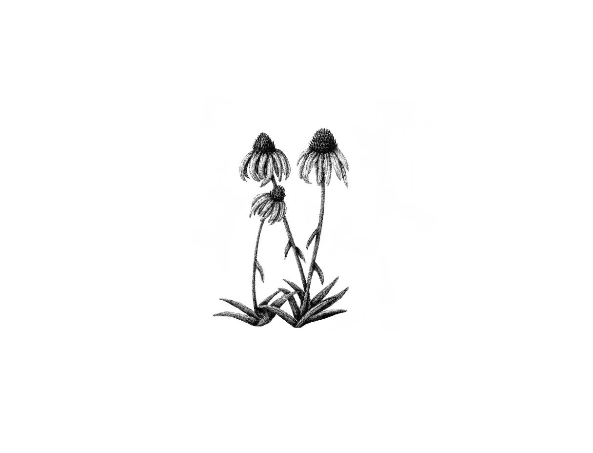 yellow coneflower
