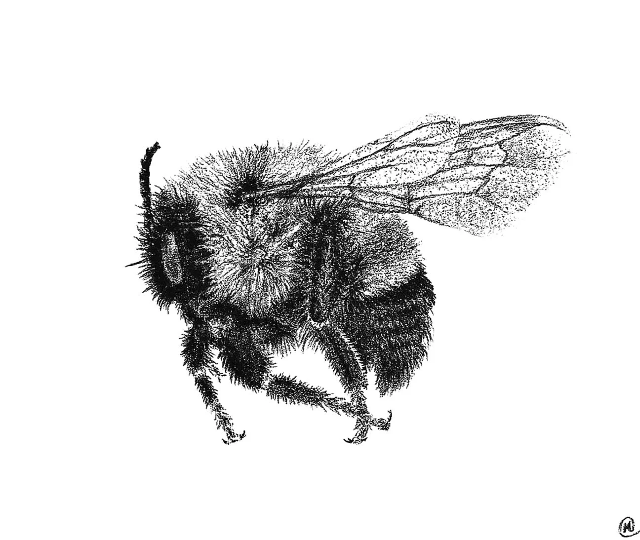 rusty patched bumble bee
