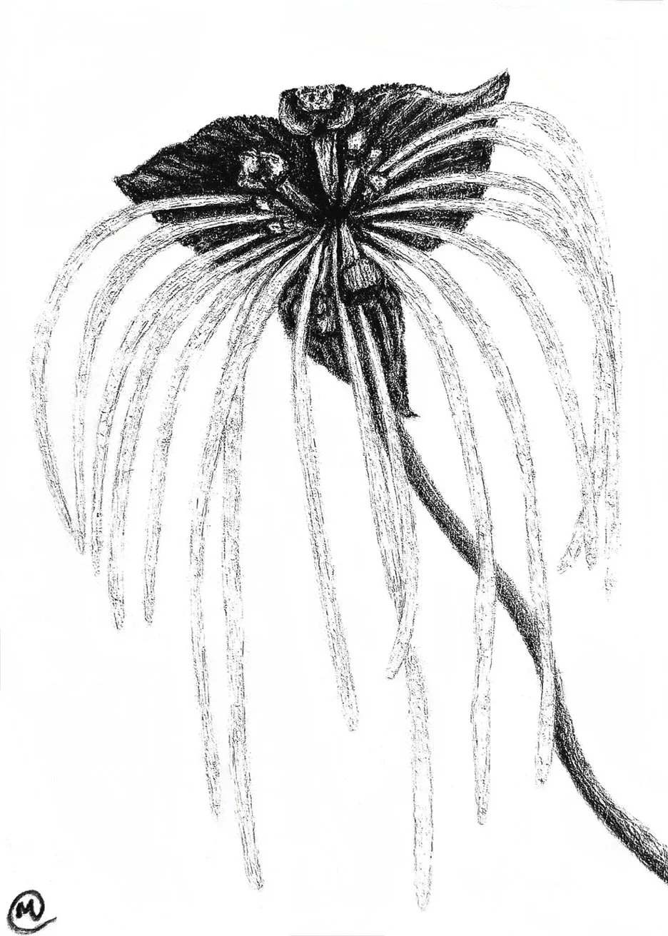 black bat flower