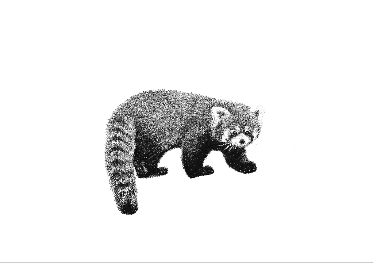 red panda
