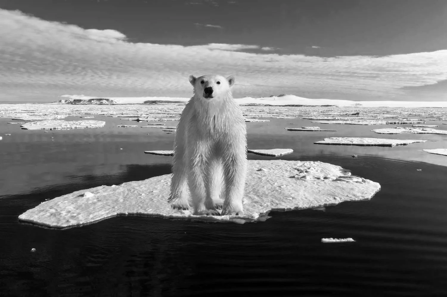 A polar bear standing on an ice floe in a cold, icy landscape with icebergs and snow-covered terrain in the background, in black and white.