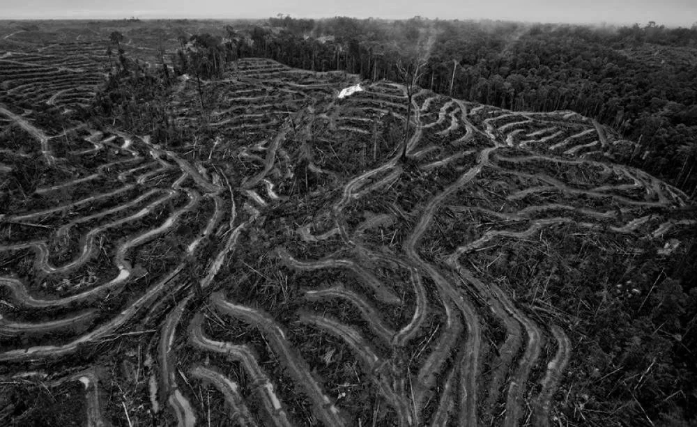 Black and white aerial photograph of a deforested hillside with winding dirt roads and stumps of trees.
