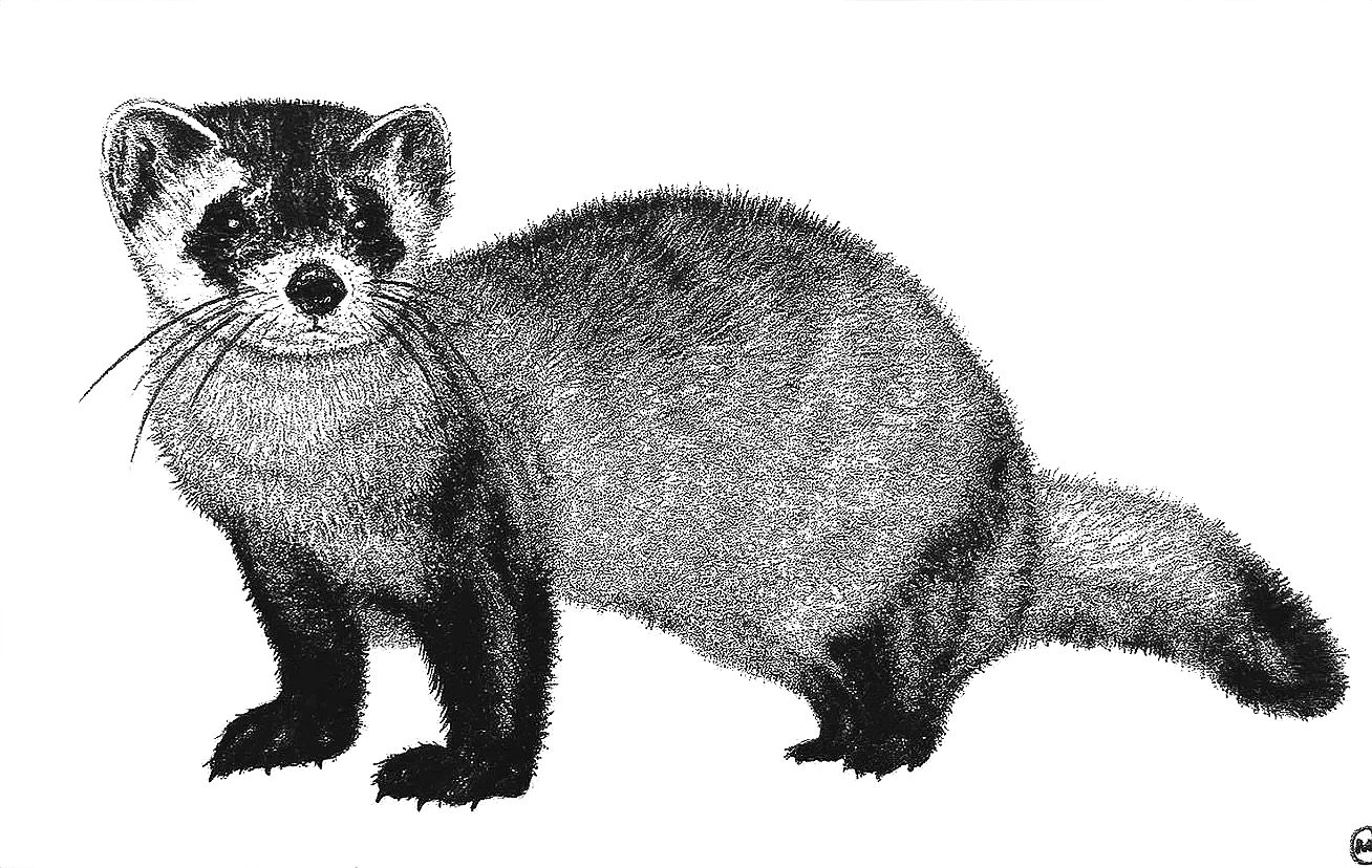 black-footed ferret