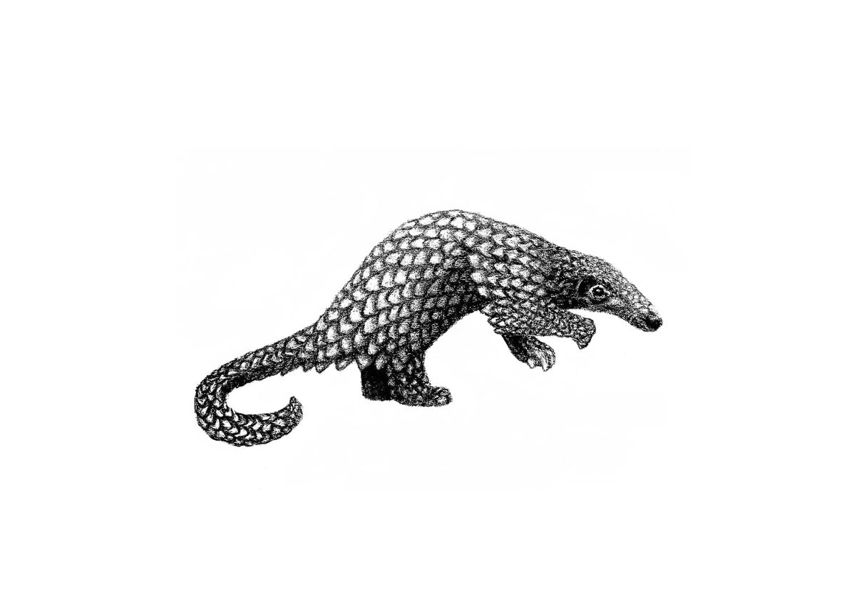 sunda pangolin