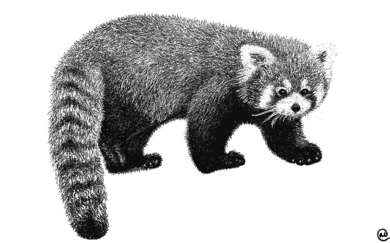 red panda