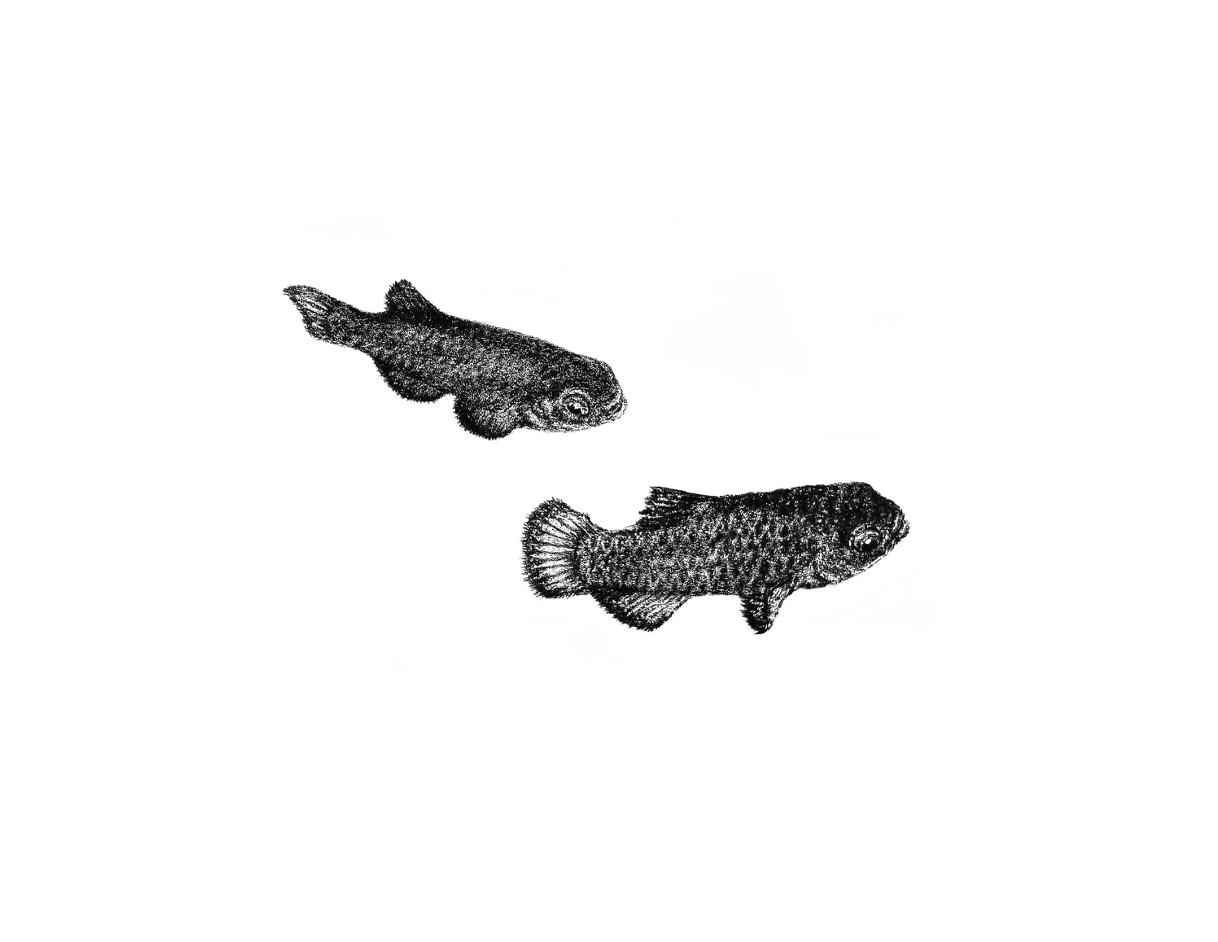 devil's hole pupfish