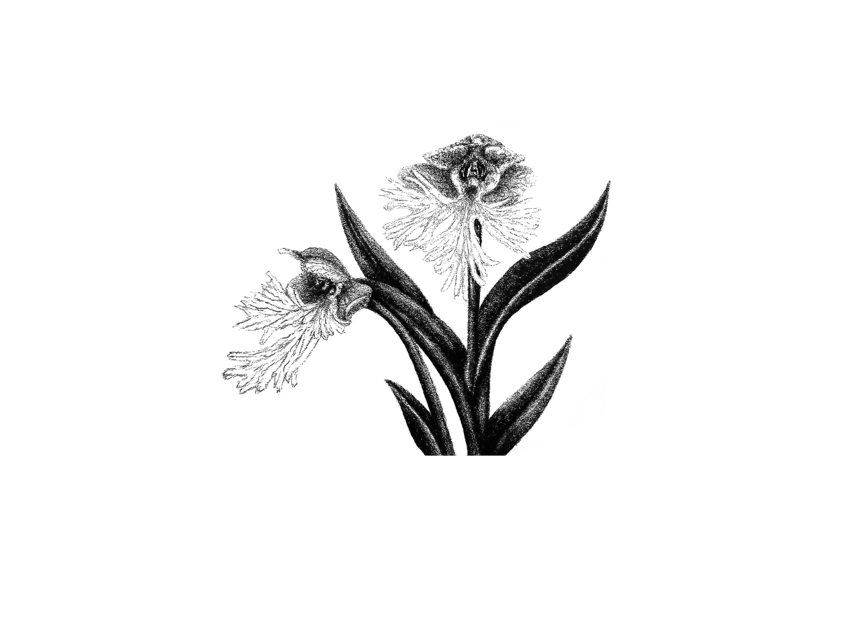 eastern prairie white fringed orchid