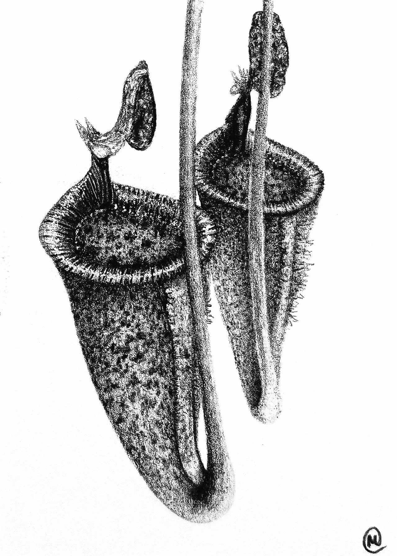 attenborough's pitcher plant