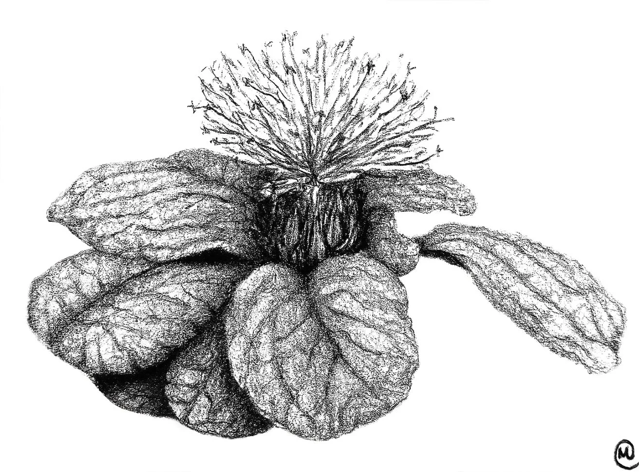 jurinea fontqueri