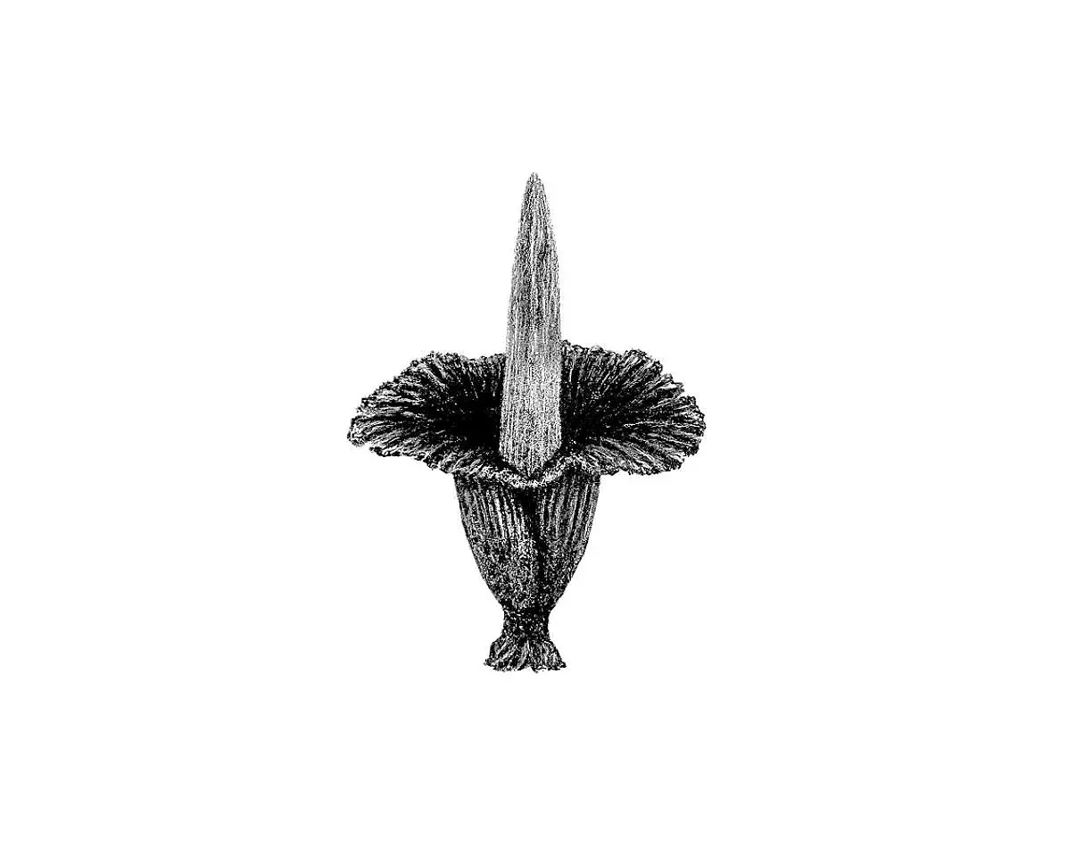 titan arum