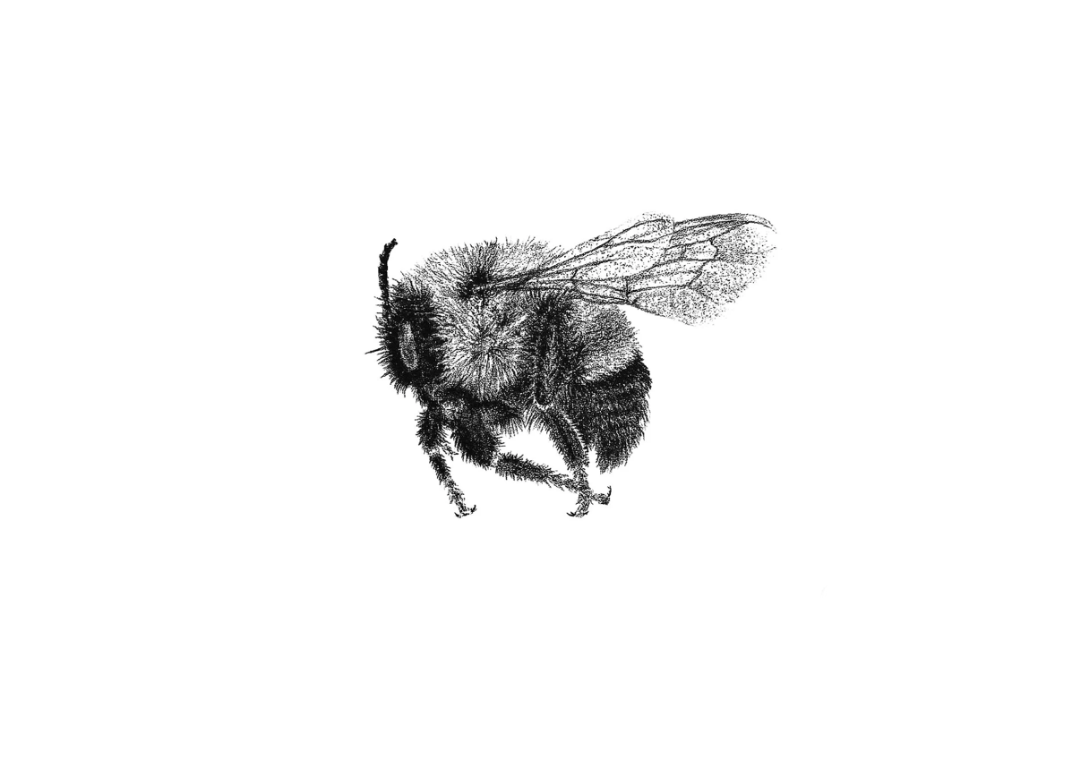rusty patched bumble bee