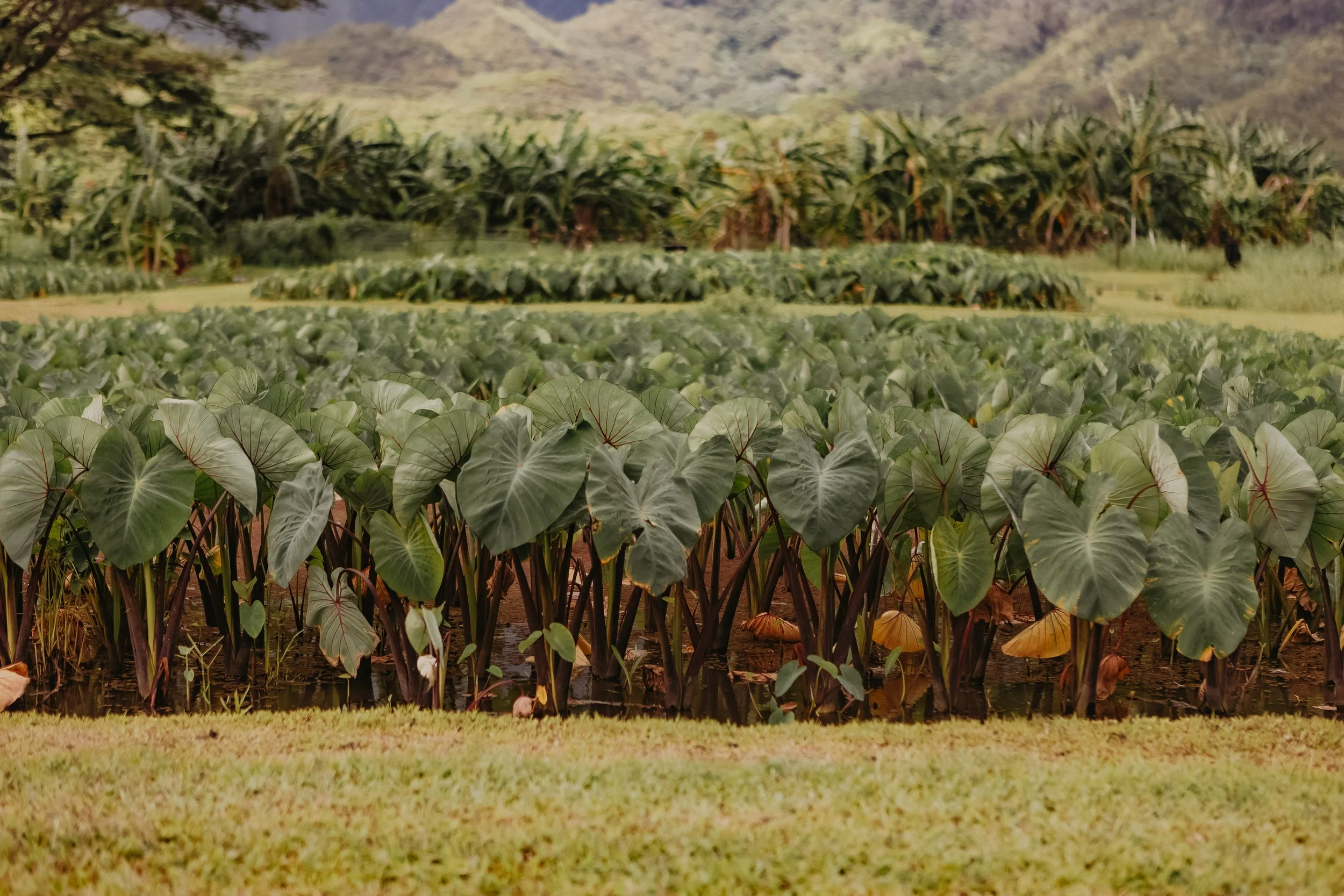 Kalo growing in a loʻi in Hawaiʻi.