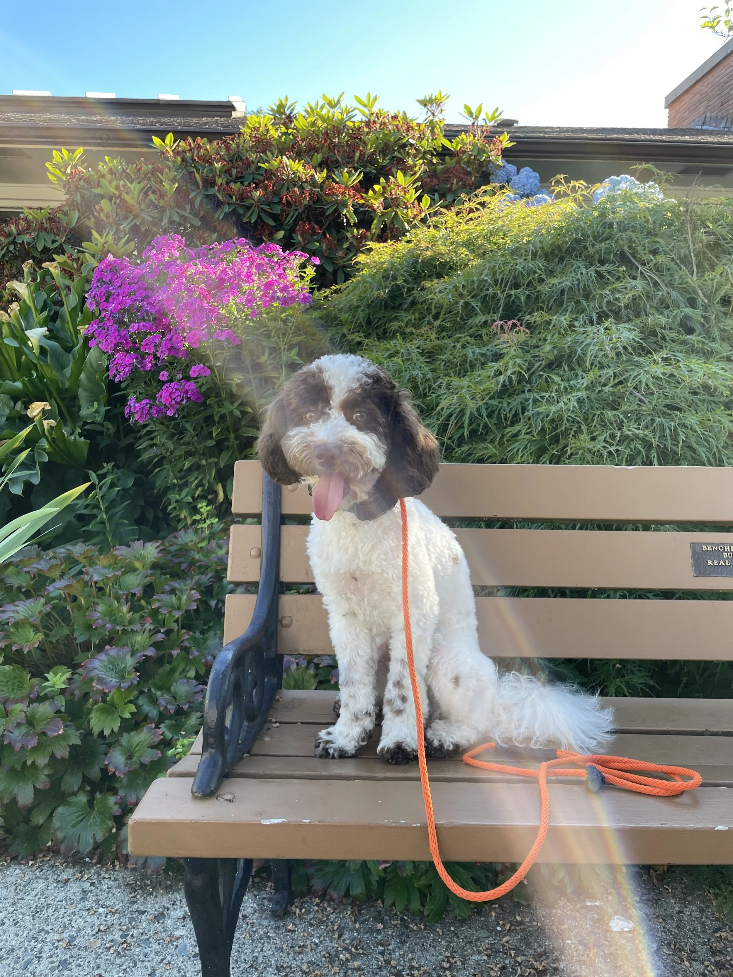 From Extreme Reactivity to Calm Confidence: Duke's Story