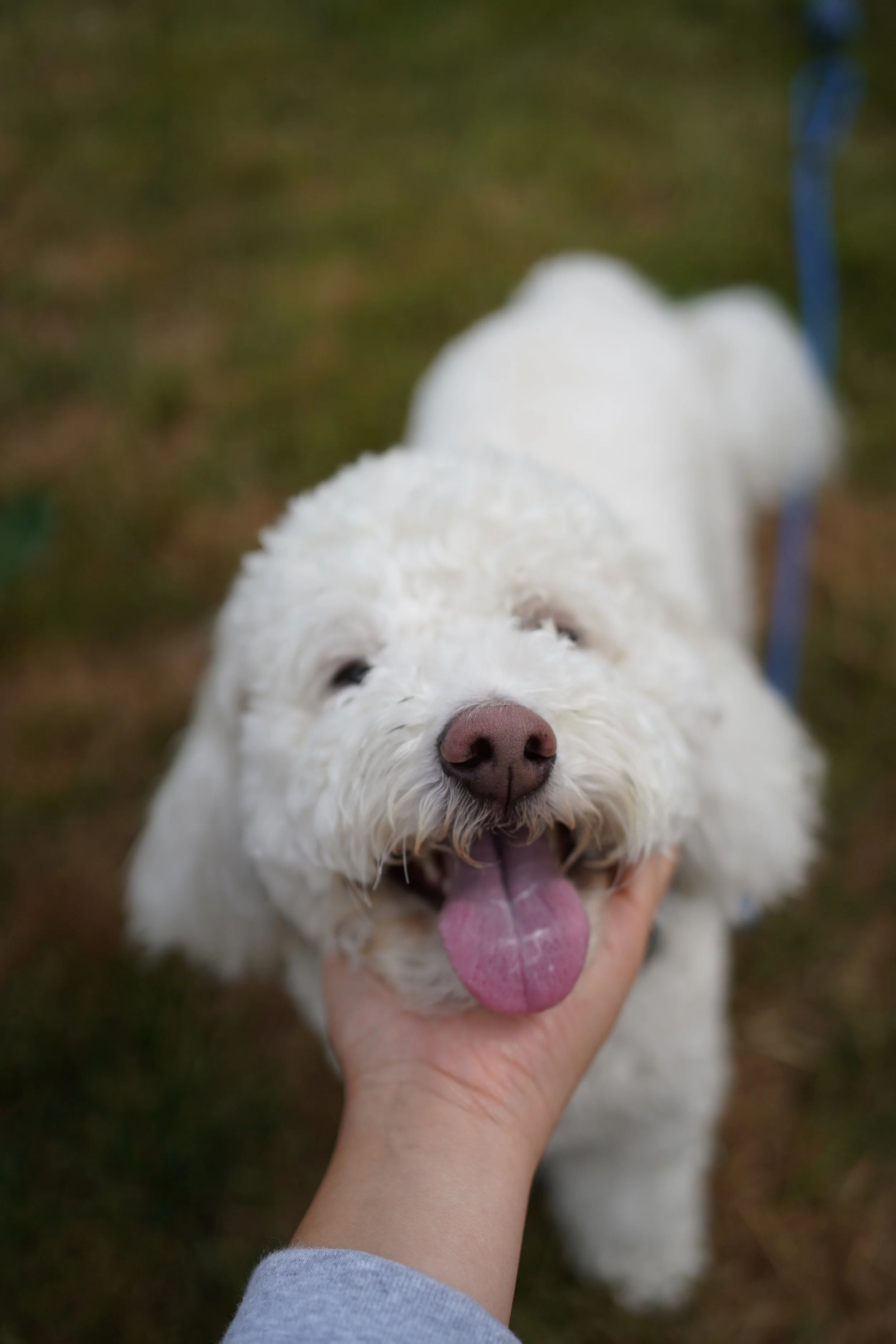 5 Signs Your Dog Needs Structured Training