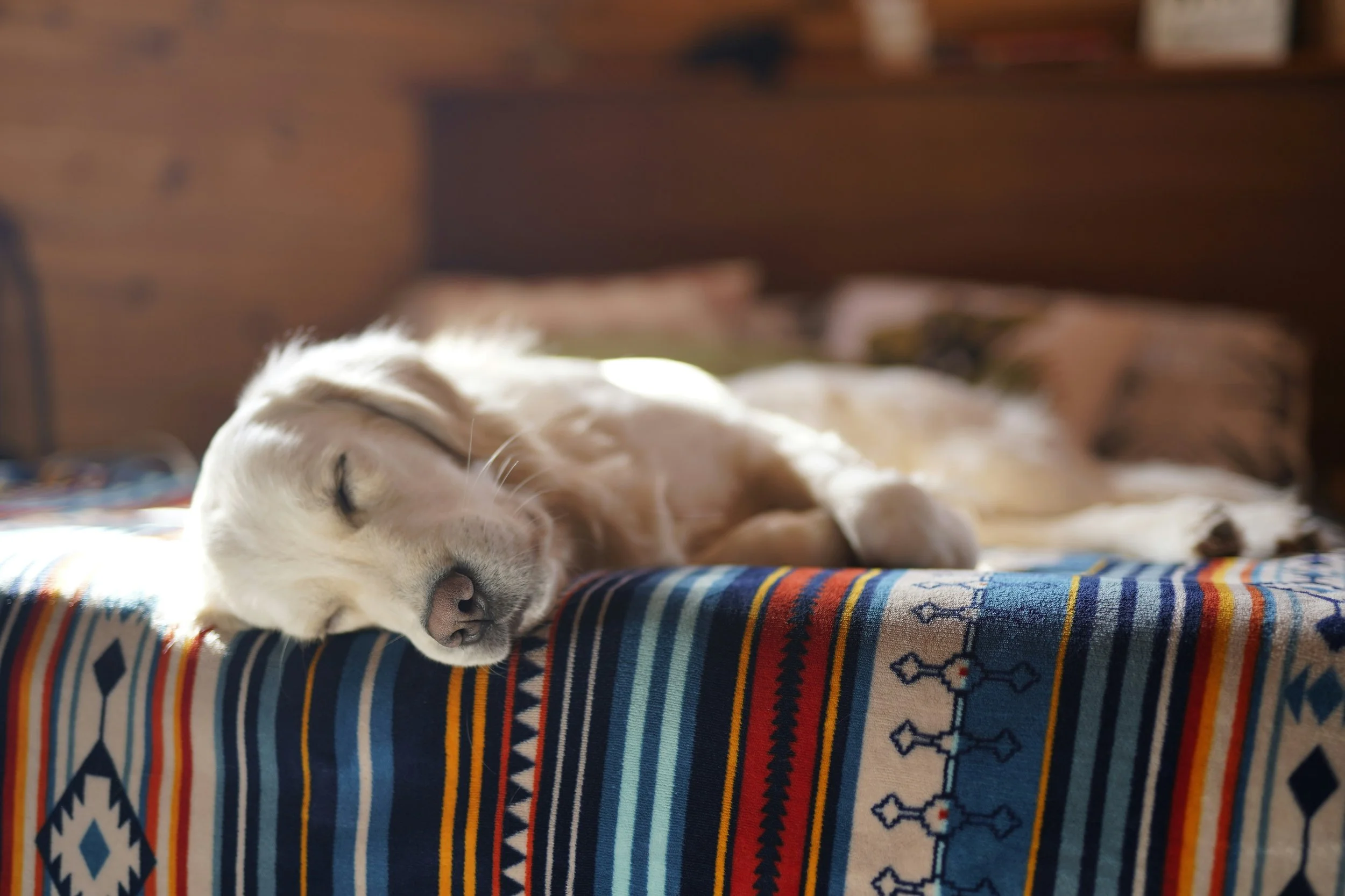 The Art of Doing Nothing: Teaching Your Dog to Have an Off-Switch