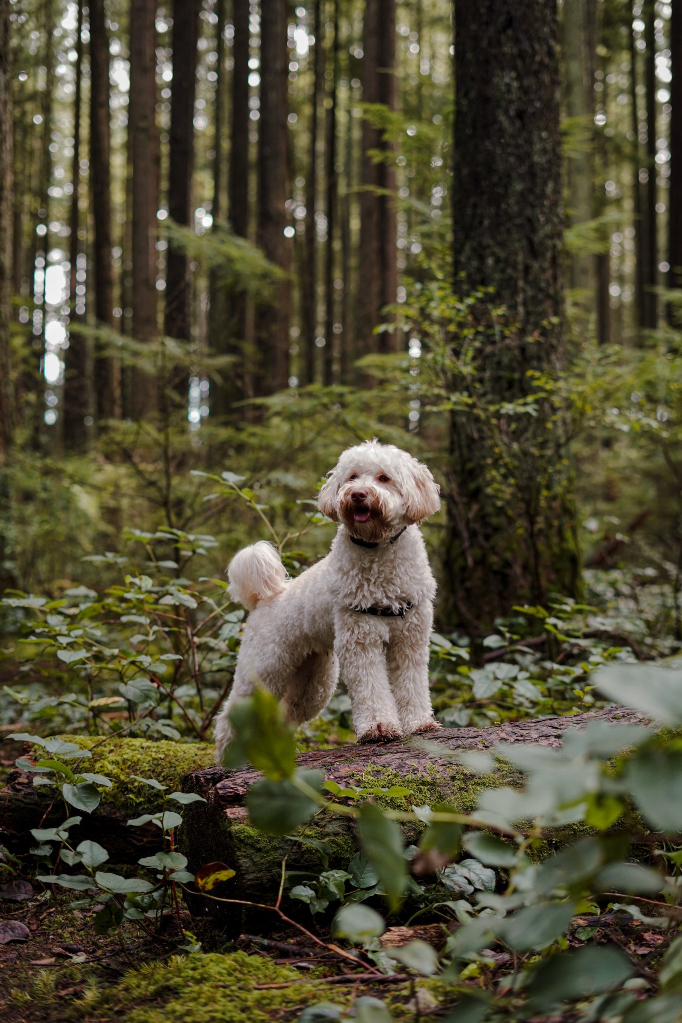 A white, curly-haired dog standing on a log in a forest with tall trees and green foliage.