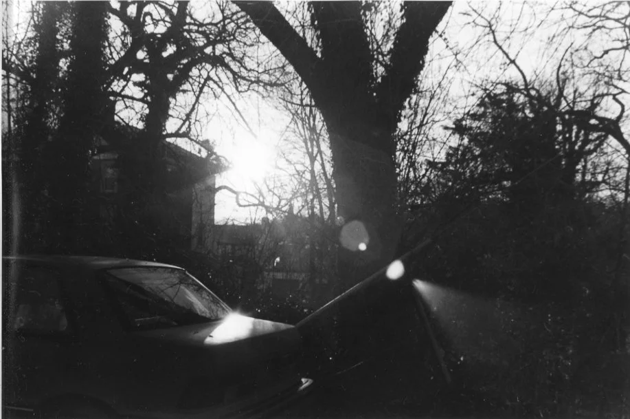 enchanted forest.jpg