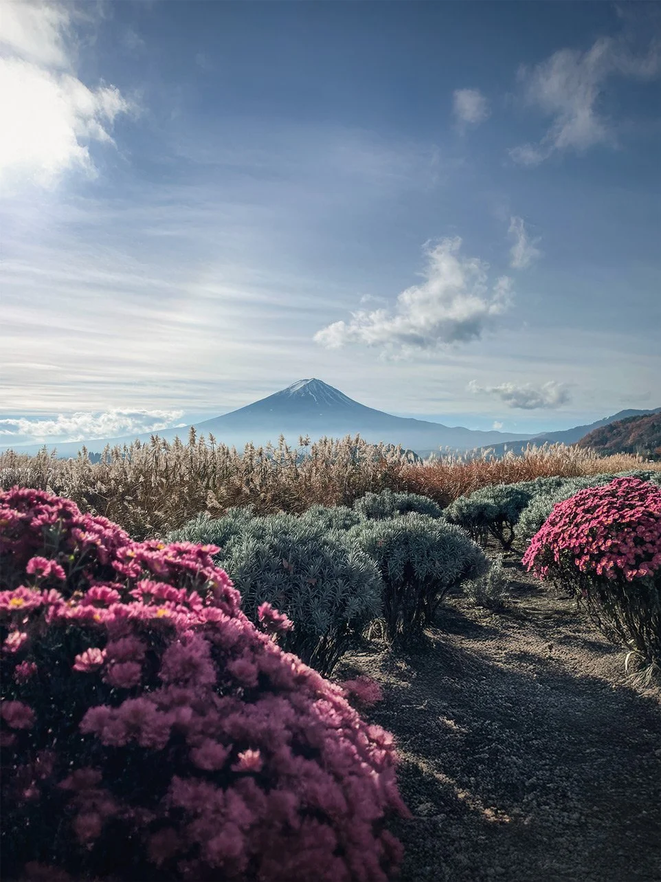 Mount Fuji viewed from a garden with pink and green shrubs and plants, under a blue sky with clouds.