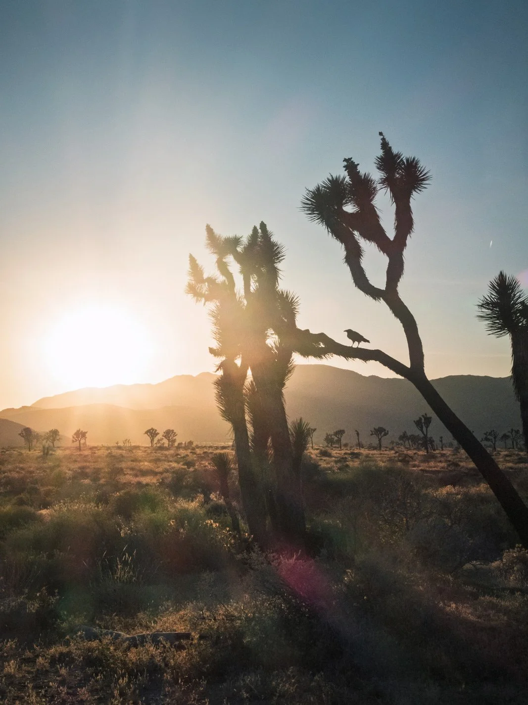 Desert landscape during sunset with Joshua trees and a bird perched on a branch.